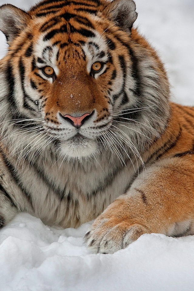 Siberian Tiger wallpaper 640x960