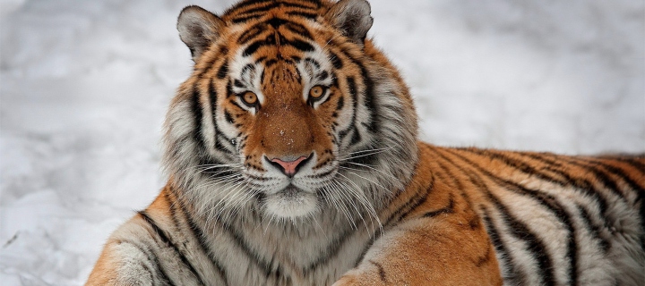 Das Siberian Tiger Wallpaper 720x320