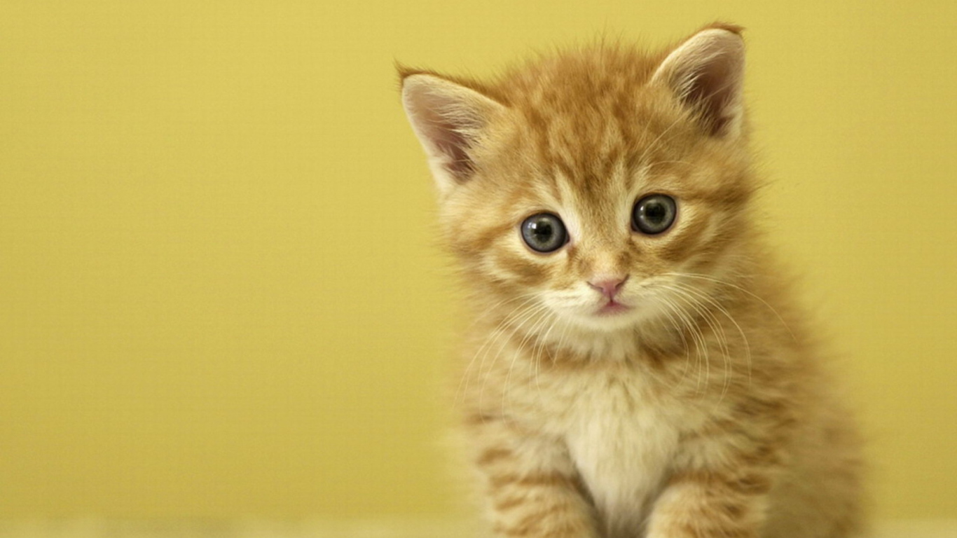 Das Kitten Wallpaper 1366x768