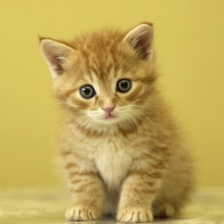 Kitten - Obrázkek zdarma pro iPad mini 2