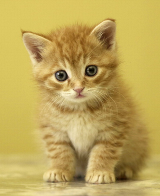 Kitten - Obrázkek zdarma pro iPhone 4
