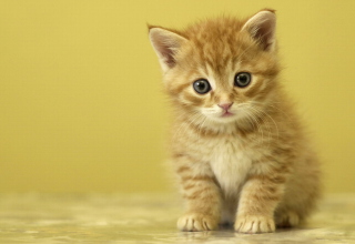 Kitten - Obrázkek zdarma pro Samsung Galaxy Tab 2 10.1