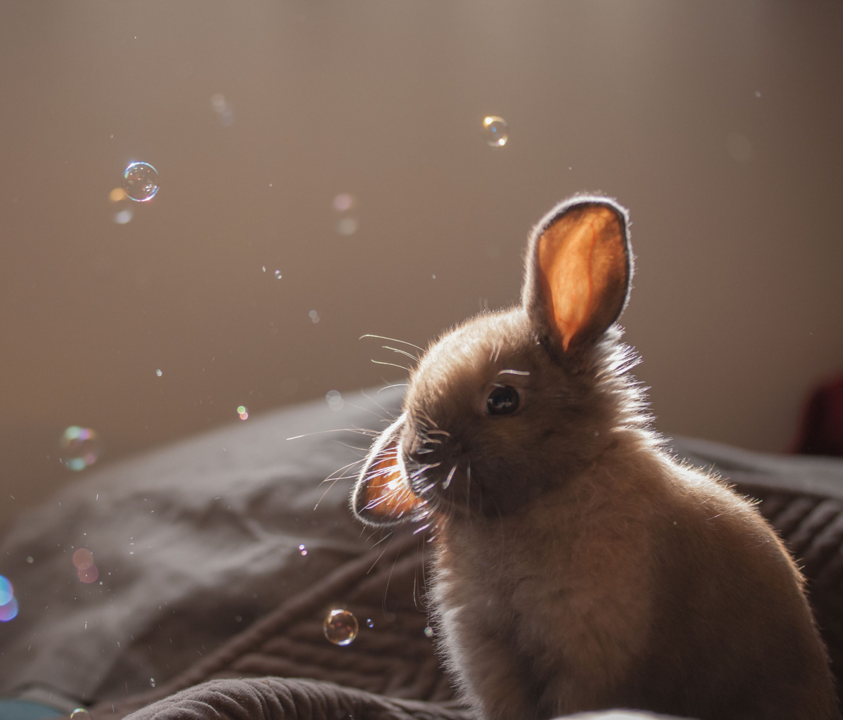 Funny Little Bunny wallpaper 1200x1024