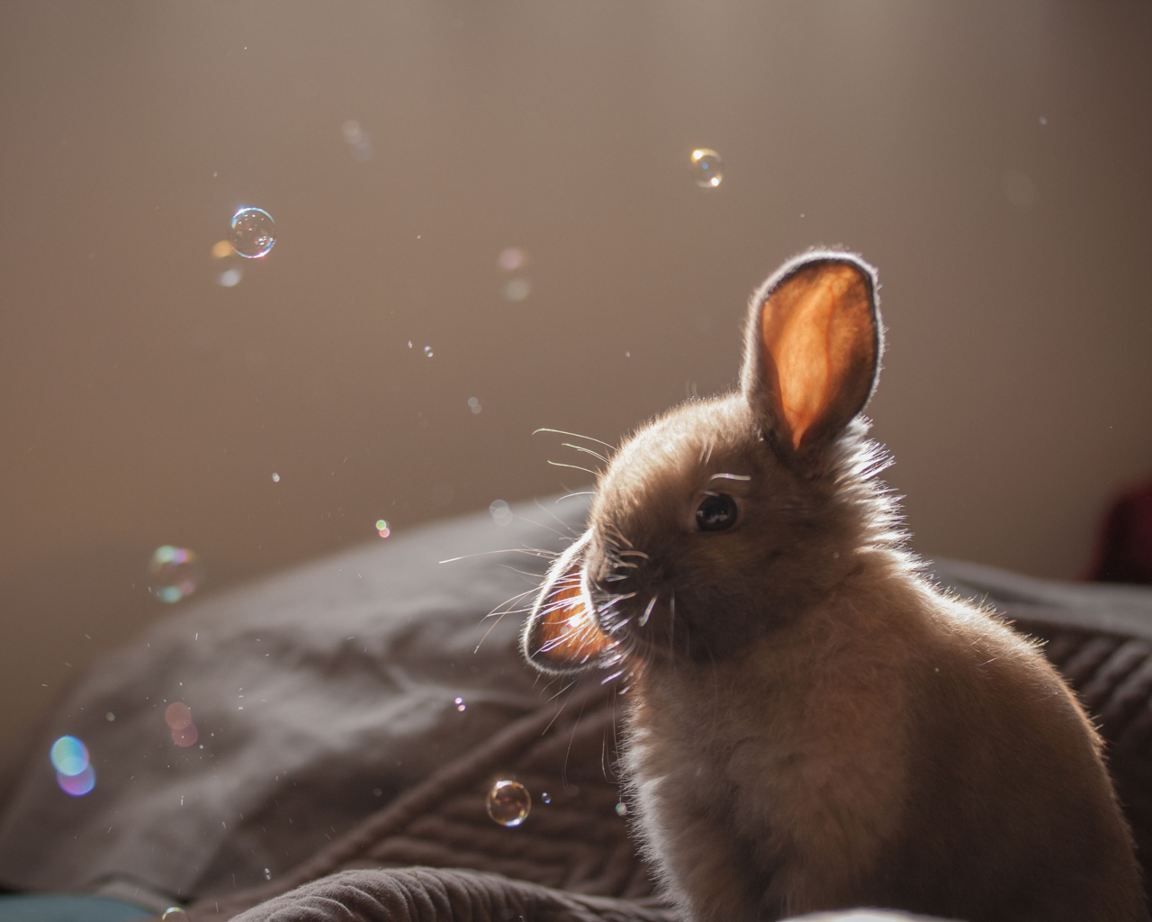 Das Funny Little Bunny Wallpaper 1280x1024