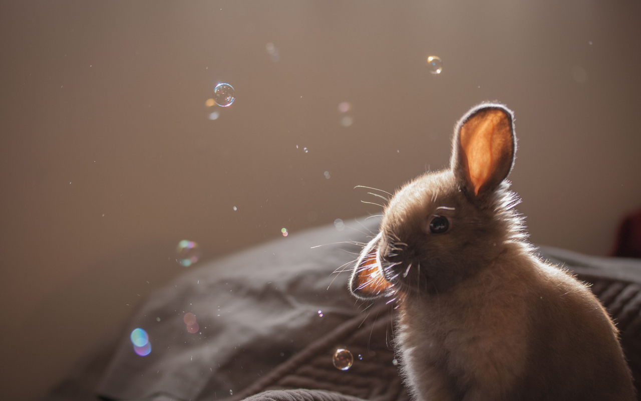 Das Funny Little Bunny Wallpaper 1280x800