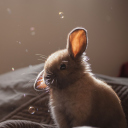 Sfondi Funny Little Bunny 128x128