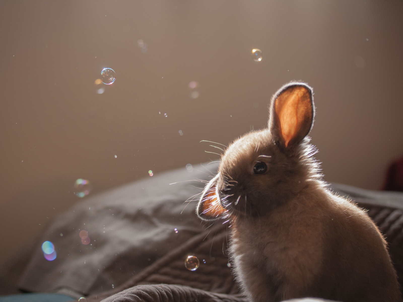Das Funny Little Bunny Wallpaper 1600x1200