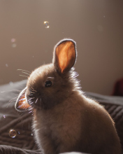 Fondo de pantalla Funny Little Bunny 176x220