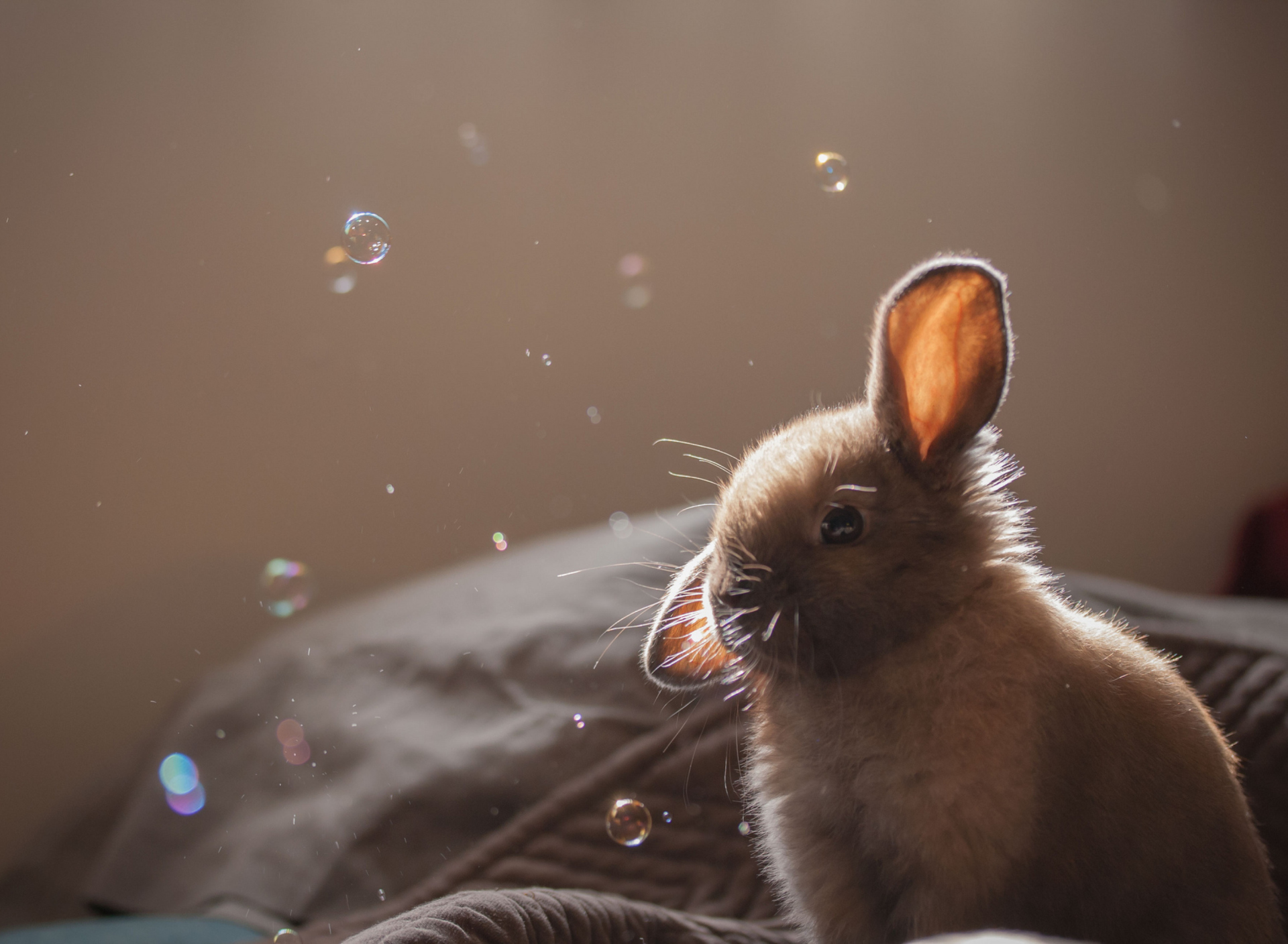 Fondo de pantalla Funny Little Bunny 1920x1408
