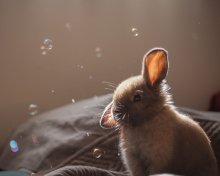 Das Funny Little Bunny Wallpaper 220x176