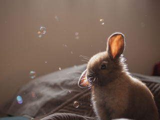 Funny Little Bunny wallpaper 320x240
