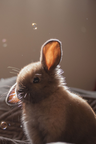 Funny Little Bunny wallpaper 320x480