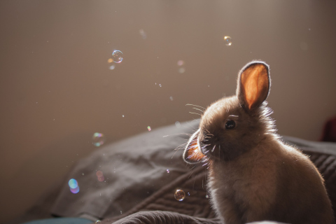 Funny Little Bunny wallpaper 480x320