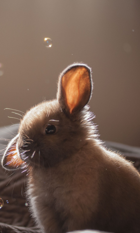 Funny Little Bunny wallpaper 480x800