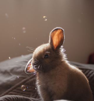 Funny Little Bunny - Obrázkek zdarma pro iPad mini