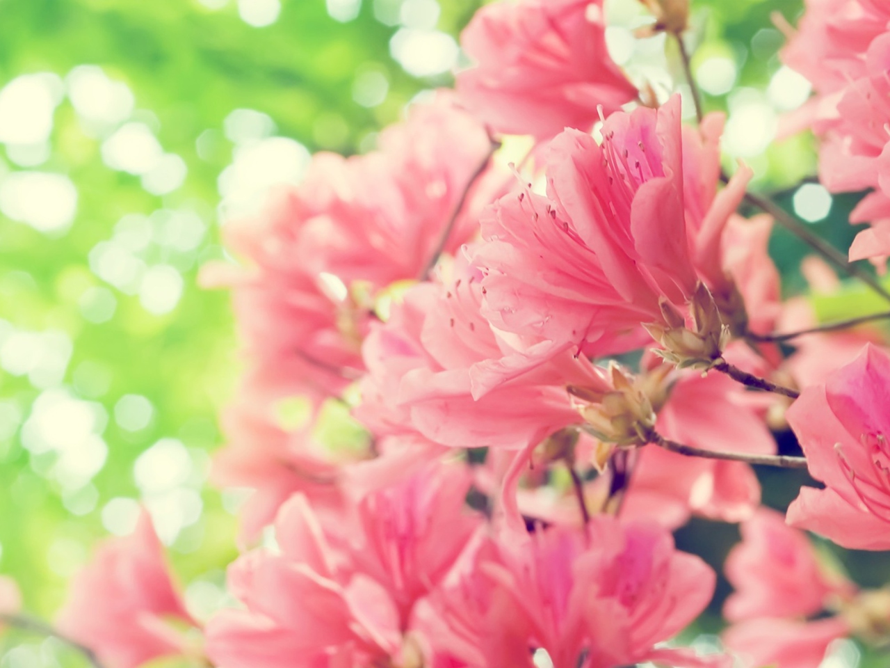 Amazing Pink Flowers screenshot #1 1280x960