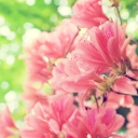 Fondo de pantalla Amazing Pink Flowers 128x128
