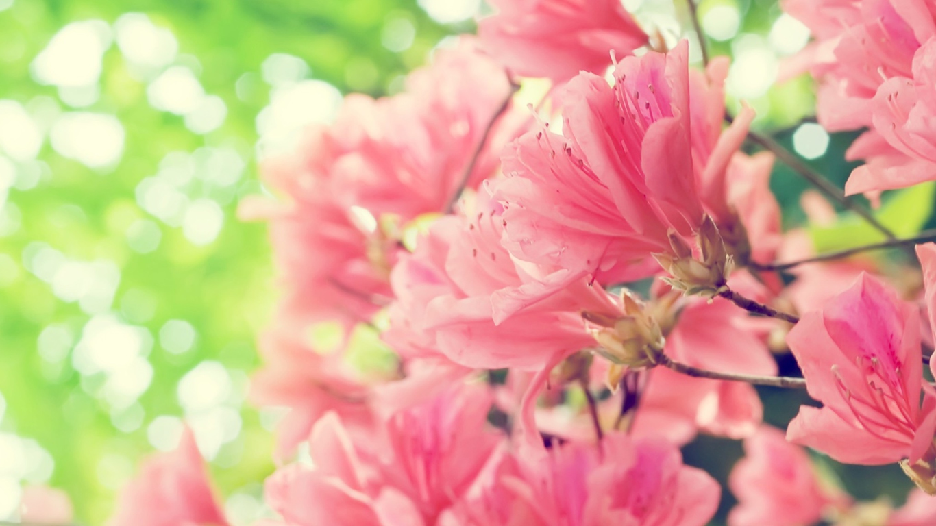 Amazing Pink Flowers screenshot #1 1366x768