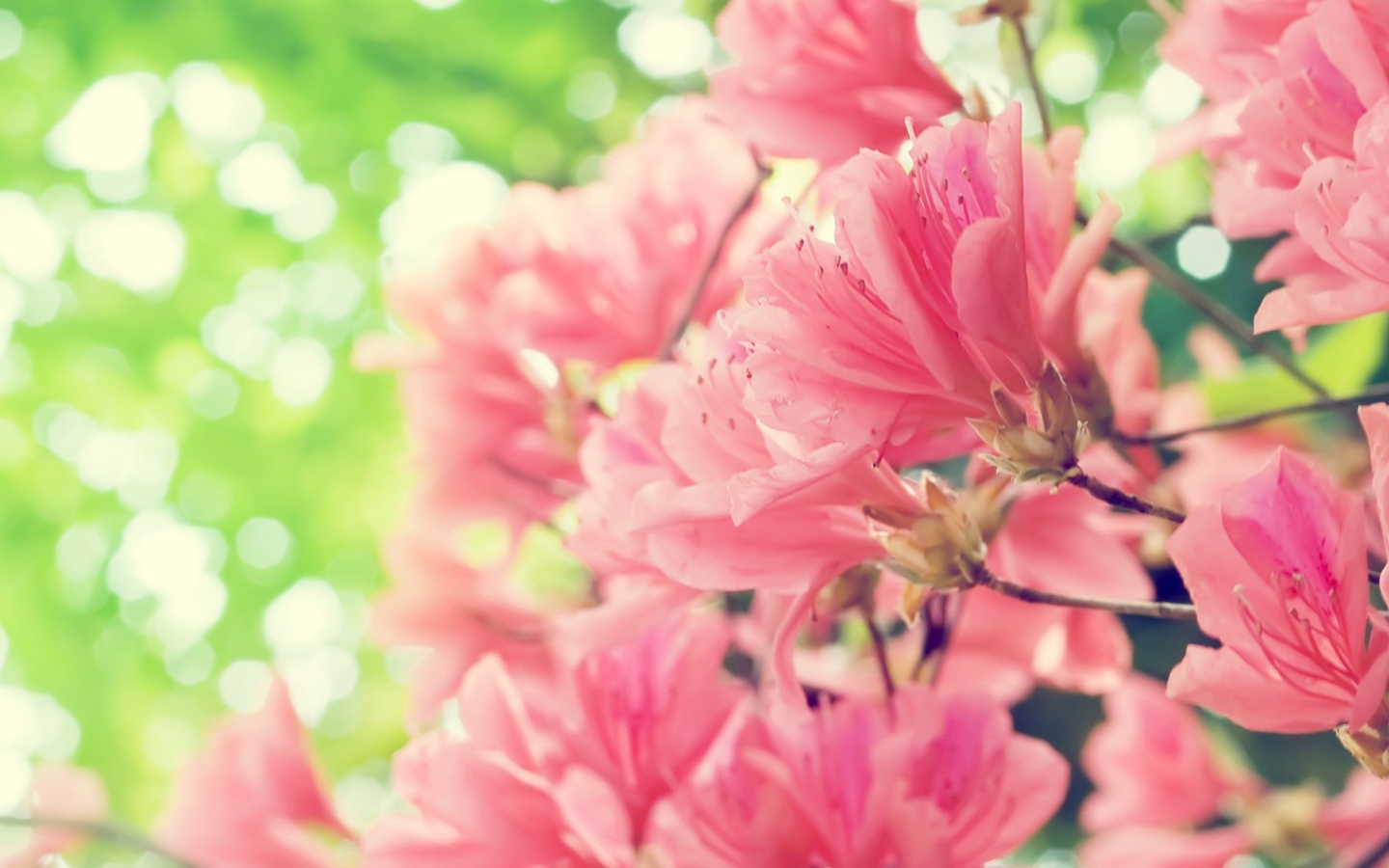 Screenshot №1 pro téma Amazing Pink Flowers 1440x900
