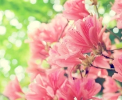 Fondo de pantalla Amazing Pink Flowers 176x144