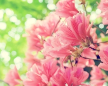 Amazing Pink Flowers screenshot #1 220x176