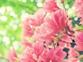 Fondo de pantalla Amazing Pink Flowers 320x240
