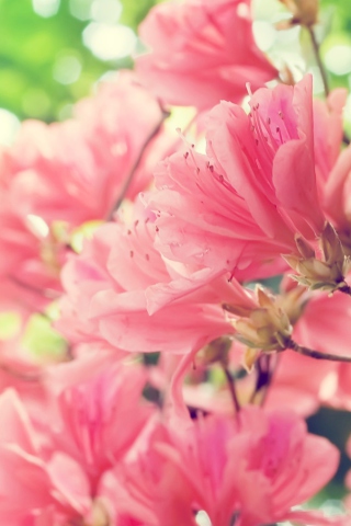 Fondo de pantalla Amazing Pink Flowers 320x480