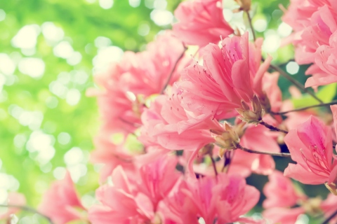 Das Amazing Pink Flowers Wallpaper 480x320