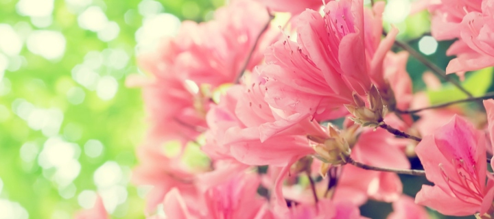 Fondo de pantalla Amazing Pink Flowers 720x320
