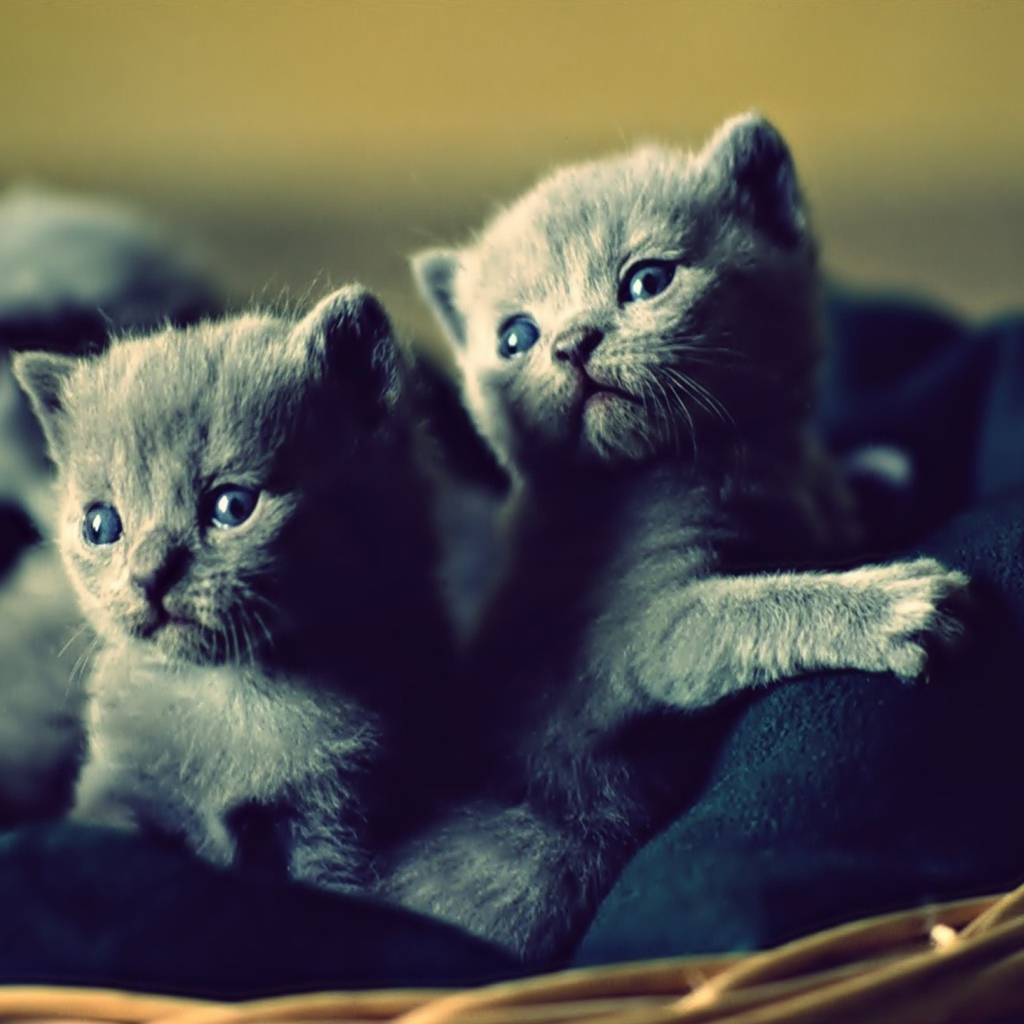 Fondo de pantalla Blue Russian Kittens 1024x1024