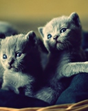 Das Blue Russian Kittens Wallpaper 128x160