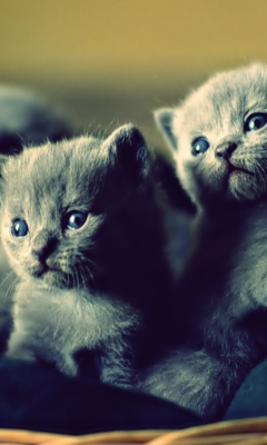 Blue Russian Kittens screenshot #1 240x400