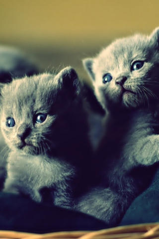 Blue Russian Kittens screenshot #1 320x480