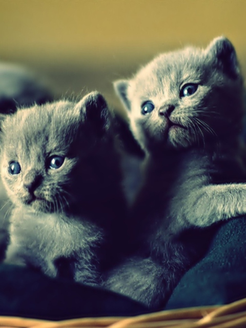 Blue Russian Kittens screenshot #1 480x640