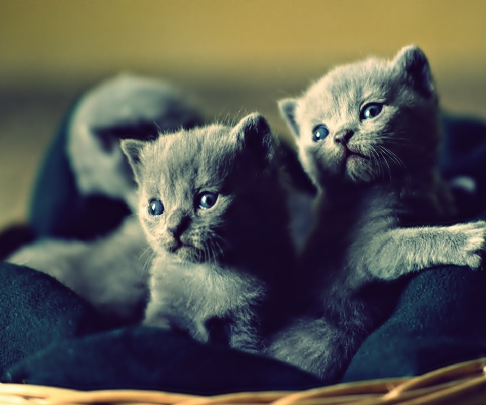 Blue Russian Kittens screenshot #1 960x800