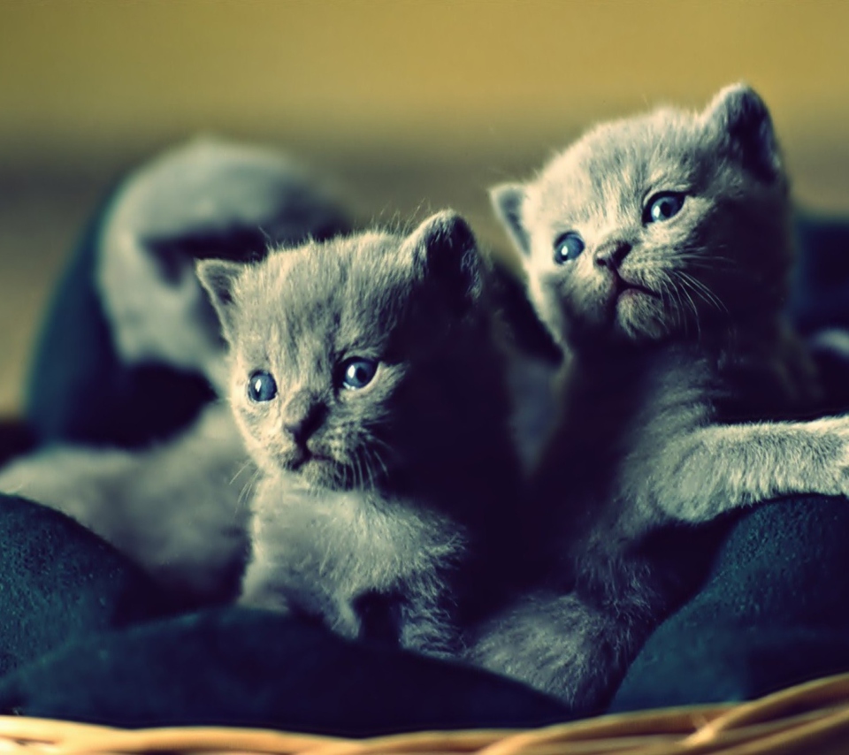 Blue Russian Kittens screenshot #1 960x854