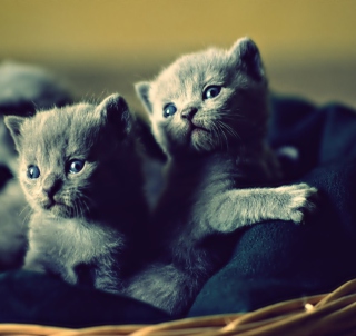 Blue Russian Kittens - Obrázkek zdarma pro iPad 3