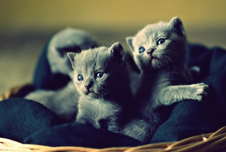 Blue Russian Kittens Wallpaper for Android, iPhone and iPad