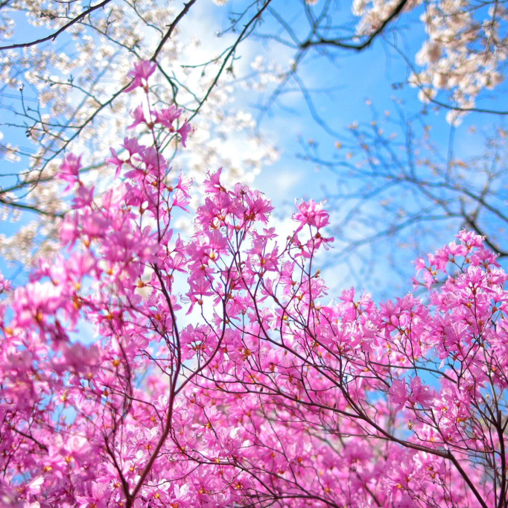 Das Spring Sakura Garden in Kyoto Wallpaper 1024x1024