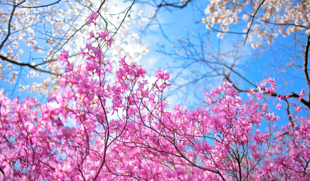 Обои Spring Sakura Garden in Kyoto 1024x600