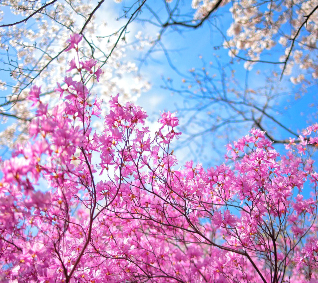 Das Spring Sakura Garden in Kyoto Wallpaper 1080x960