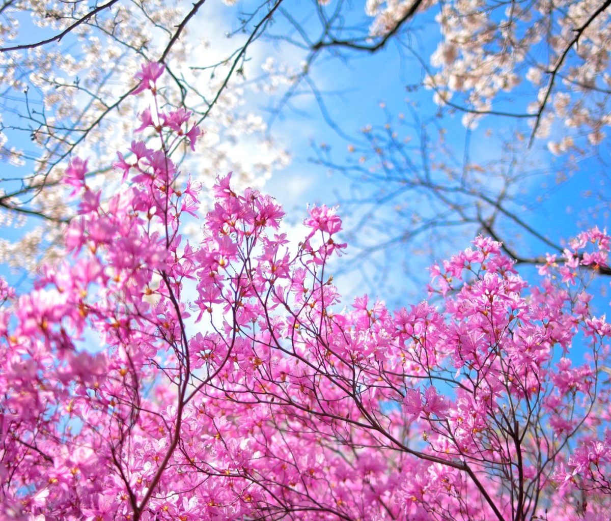 Spring Sakura Garden in Kyoto wallpaper 1200x1024