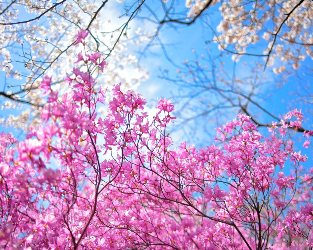 Spring Sakura Garden in Kyoto wallpaper 1280x1024
