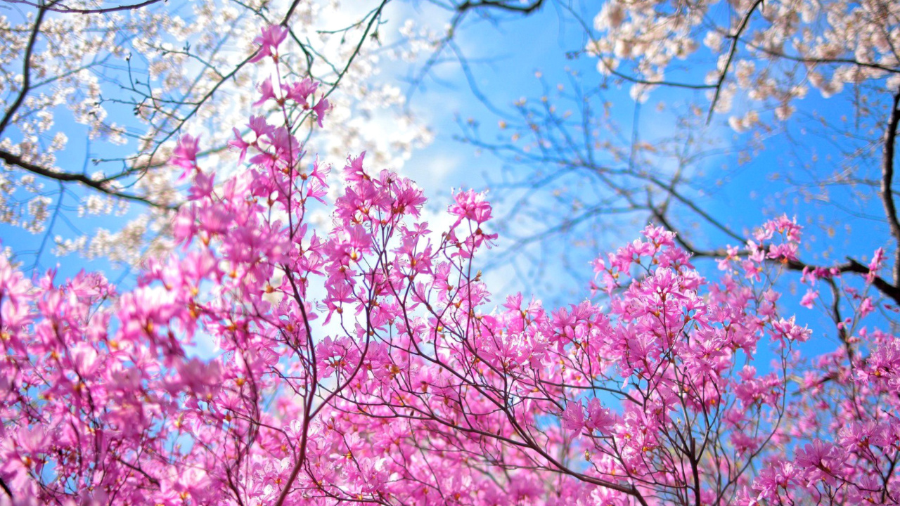 Sfondi Spring Sakura Garden in Kyoto 1280x720