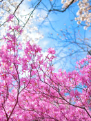 Обои Spring Sakura Garden in Kyoto 132x176