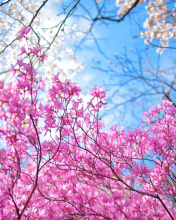 Spring Sakura Garden in Kyoto wallpaper 176x220
