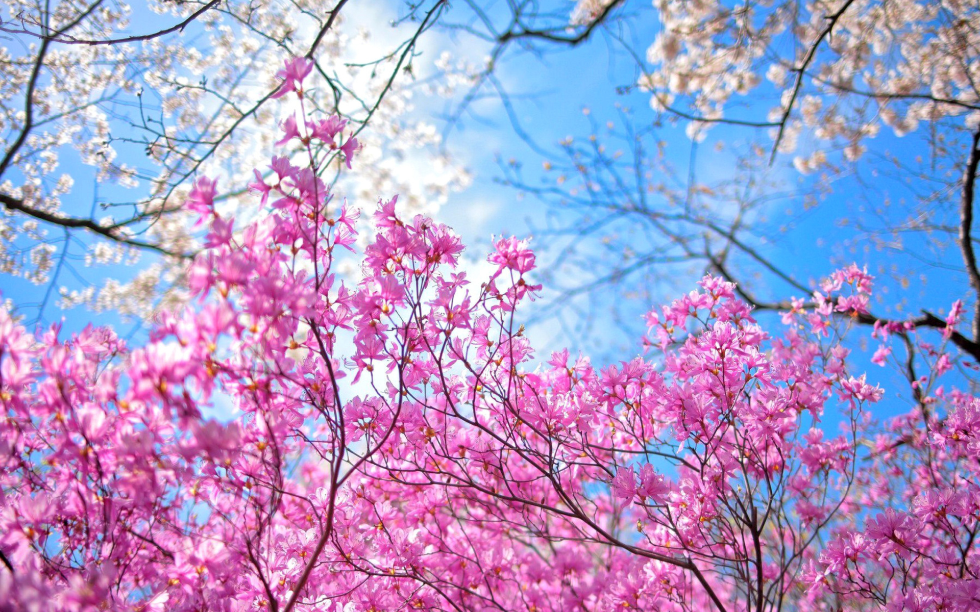 Sfondi Spring Sakura Garden in Kyoto 1920x1200