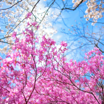 Fondo de pantalla Spring Sakura Garden in Kyoto 208x208