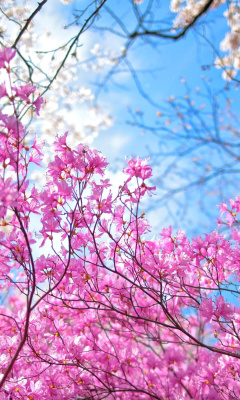 Обои Spring Sakura Garden in Kyoto 240x400