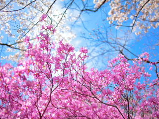 Das Spring Sakura Garden in Kyoto Wallpaper 320x240